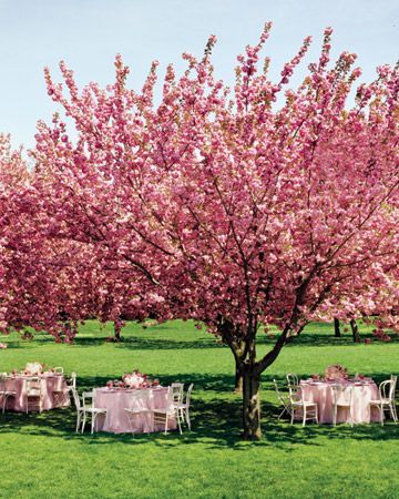 Breathtaking wedding reception during cherry blossom season