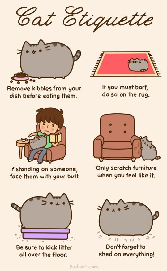 Cat Etiquette 101