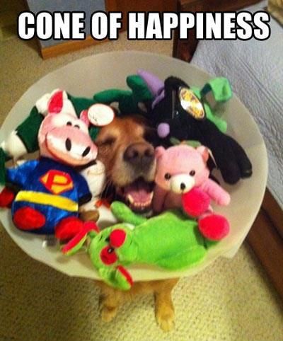 Cone of Happiness!!!