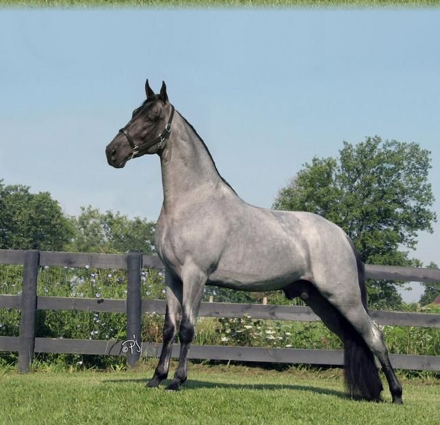 D R Blue is the first documented Tennessee Walking Horse that is homozygous for