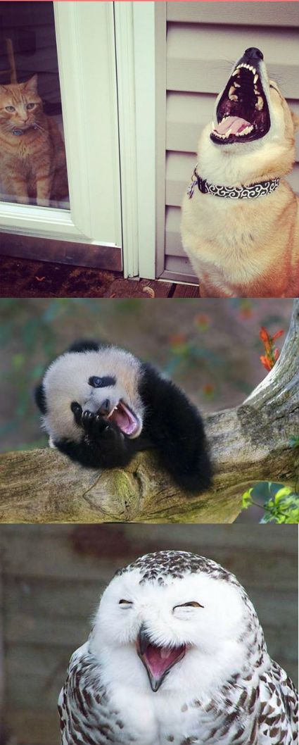 Funny animals laughing (the cat in the background рџ?„)