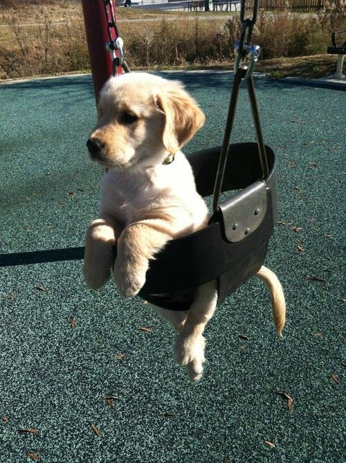 Golden puppy in a swing!