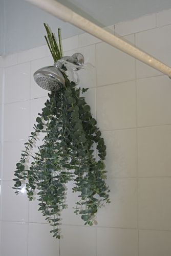 In Italy their showerheads had fresh sprigs of Eucalyptus casually tied on. When