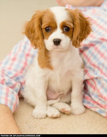 Just like Bette when she was a pup….Cavalier King Charles Spaniel puppy