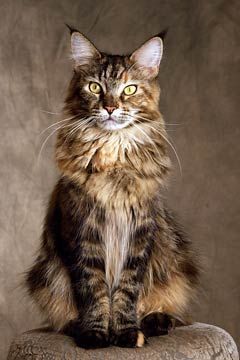 Maine Coon Cat. These are great cats, full of curiosity and personality
