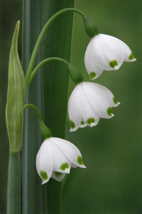 May Lily Of The Valley
