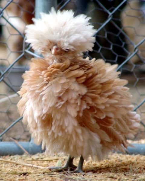 Polish Frizzle Bantam – this pic just made me smile