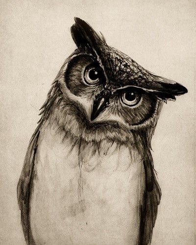 Sketch – Inquisitive looking owl