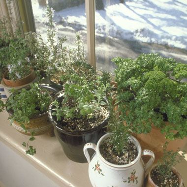 Smart Techniques for Growing Herbs Indoors