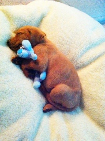 It doesnt get much cuter than a puppy snuggling a stuffed animal