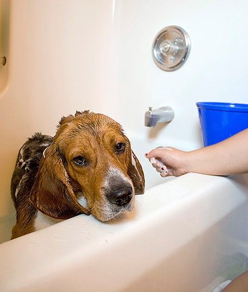 10 DIY Procedures Pet Owners Should Learn How to Perform at Home