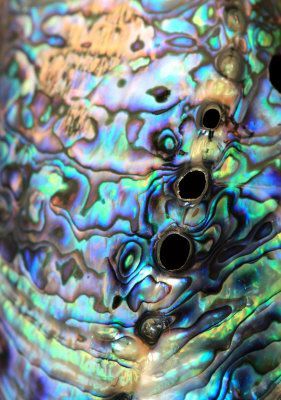Abalone shell – ©Paul Kennedy (via ArtistRising)