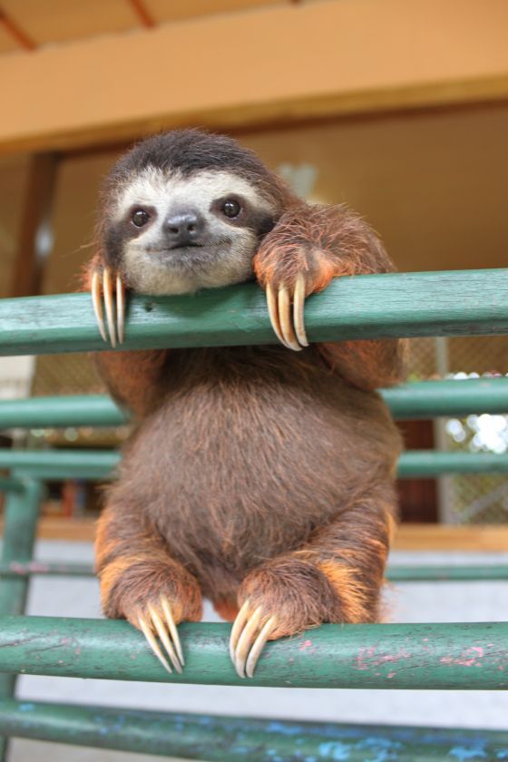 baby sloth just hangin out