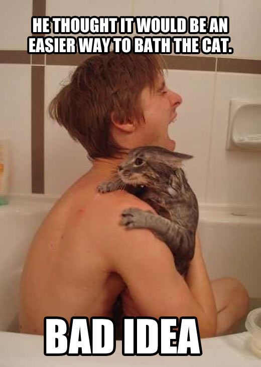 Bathing your cat…