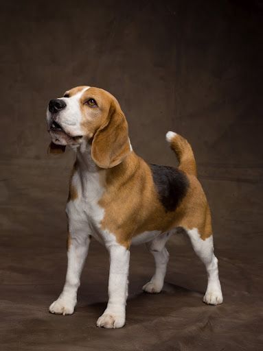 Beautiful photo of a happy beagle