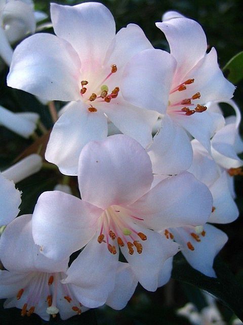 Beautiful Rhododendron Flowers – they look like small lilies dont they?