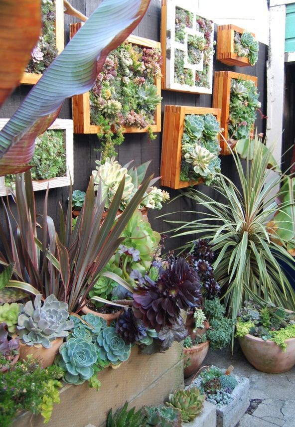 beautiful vertical succulent boxes dress up a boring fence