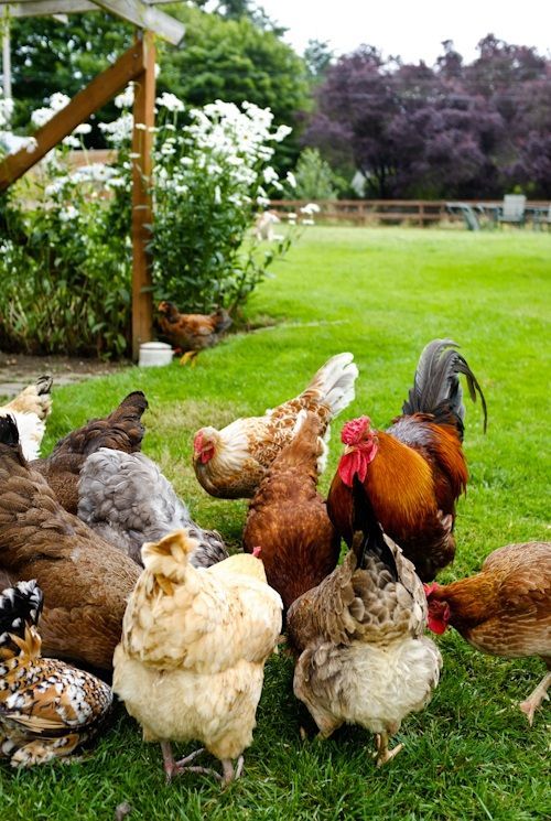 Chooks in the Garden …  Living With Kids: Kimberly Taylor