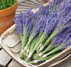 Enjoy Growing Your Own Lavender With These Tips    Lavender is a flowering herb
