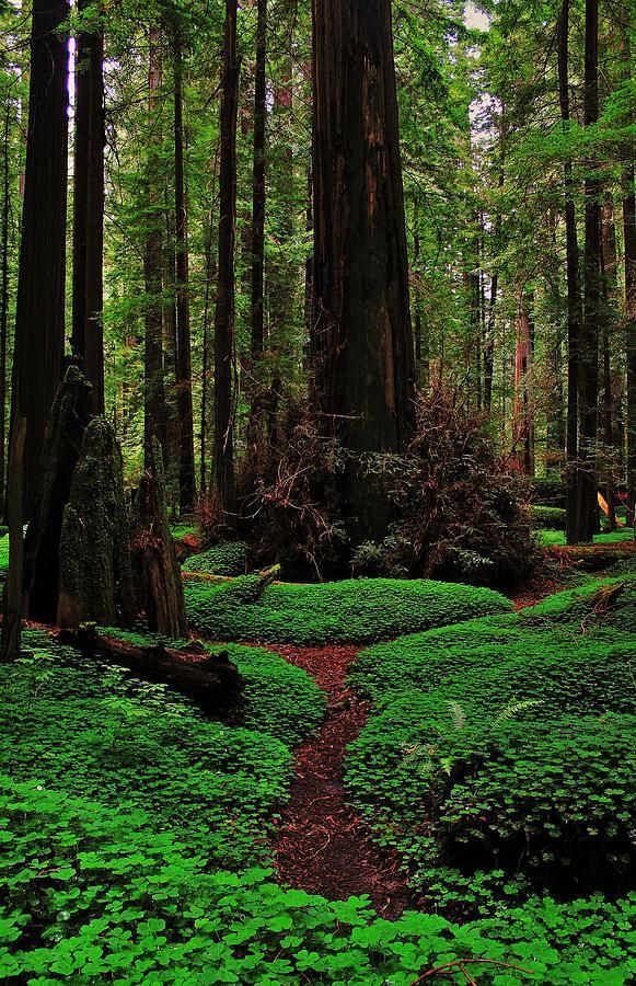 Forest Trail, Redwoods National Park, California