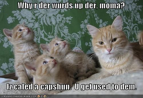 funny cats with captions | captions funny kittens with captions funny kittens wi