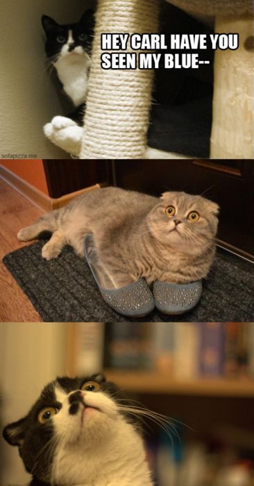 Gets me every time. I think Pinterest is making me hate cats a little less.