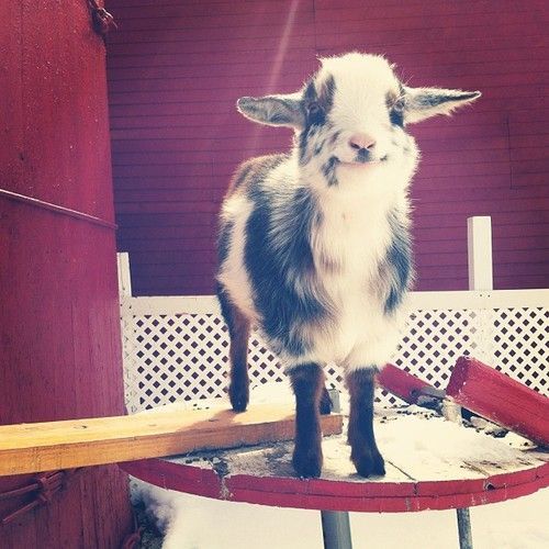 happiest little goat.