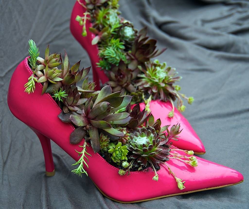 Hens and Chicks in pink patent leather!