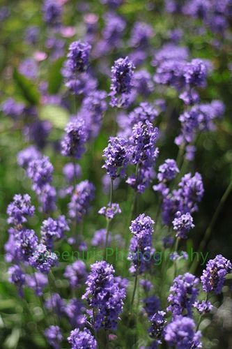 I plan on planting Lavender also! so excited!!!