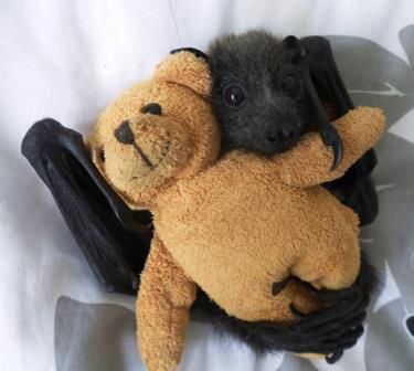 Just a bat with a teddy bear.
