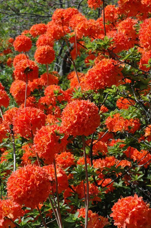 Mandarin Lights Azalea has deep orange flowers that are rare in flowering shrubs