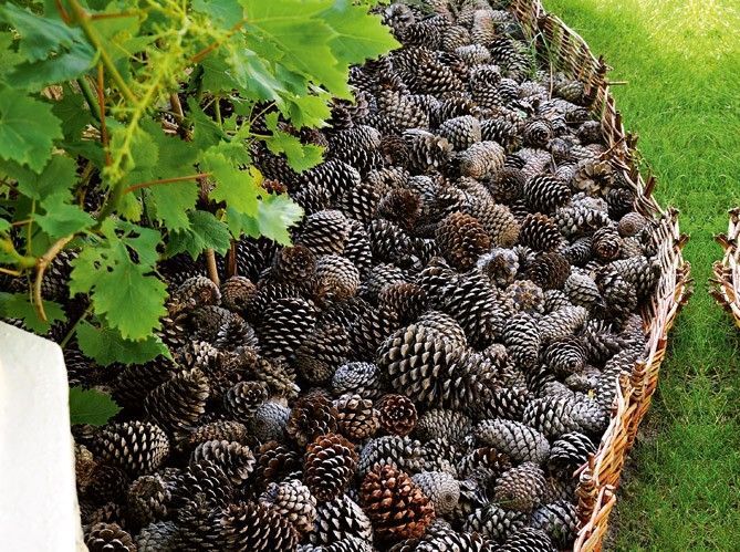 Pine cones as mulch, keep dogs out of the flower beds