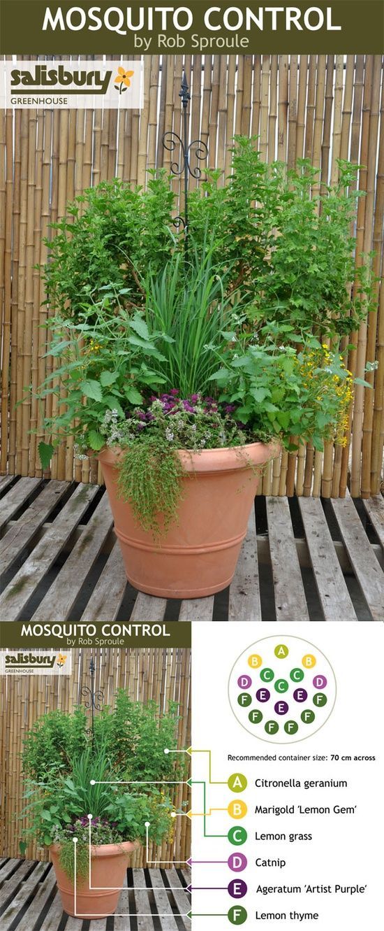 Plant a Mosquito Control container so you can sit and unwind in the evenings wit