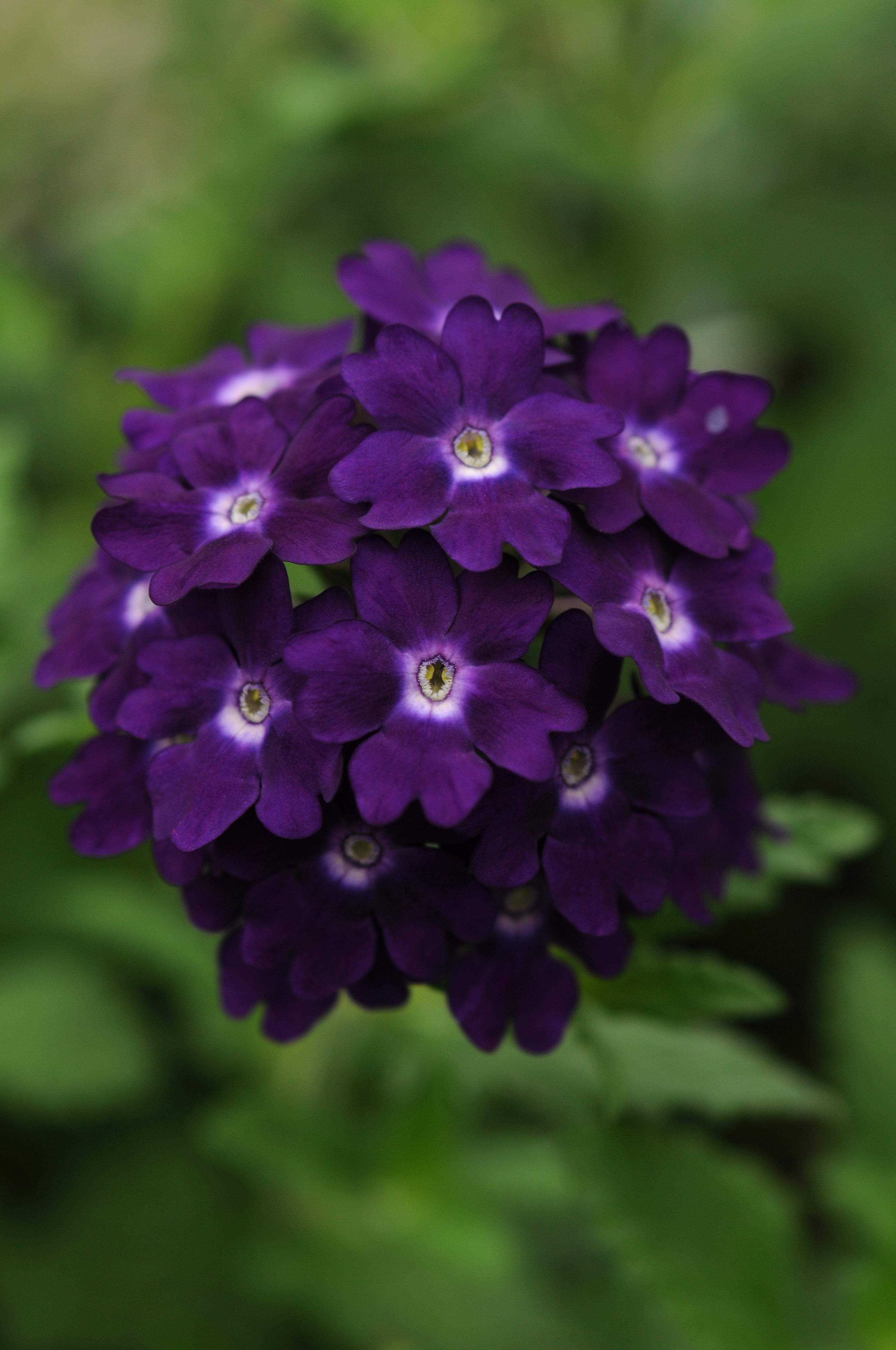 Purple Verbena, flowers, gardening, landscaping, plantings, deep purple