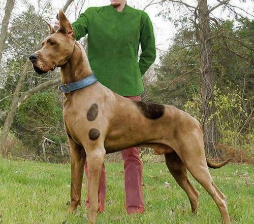 Scooby Doo In  Real Life