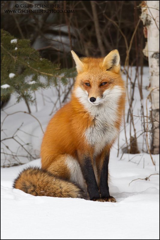 Shes a beauty.  Photographer Greg Schneider   #fox #vixen