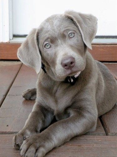 Silver labs :)