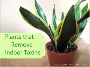 6 Indoor Plants that Clean the Air. Interesting…