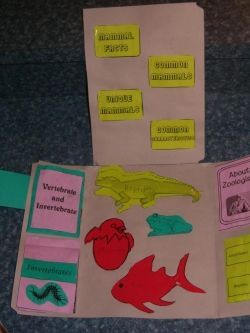 Amphibians, Reptiles and Fish (cold blooded vertebrates) Lesson Plan