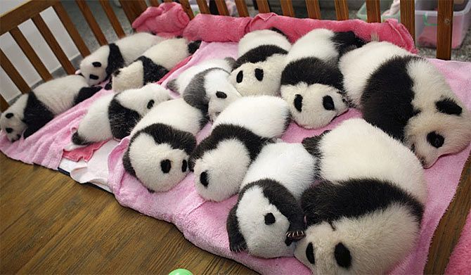Baby panda panda panda
