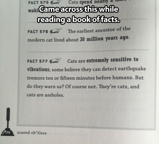 Bahaha! Book of facts… Someone has cat issues…