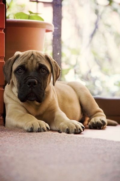 Bullmastiff..i actually really want this if i get a big dog someday