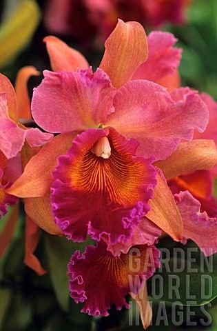 Cattleya Antines Copper King Orchid