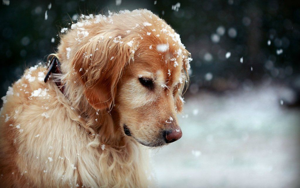 Golden retriever ~ where ever you are Scooter, I will always love you…..3