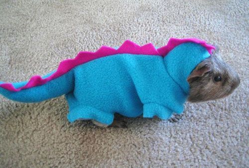Guinea pig in a dinosaur costume