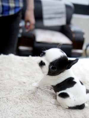 Its a palm sized puppy! #black #white #puppy #baby #dog #little #cute #adorable