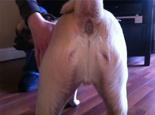 Oh my. Look closely, its Jesus!  Im so ashamed I pinnned this lol