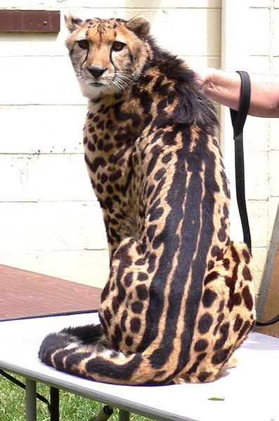 Racing Stripes. The beautiful King Cheetah has a recessive fur pattern mutation.