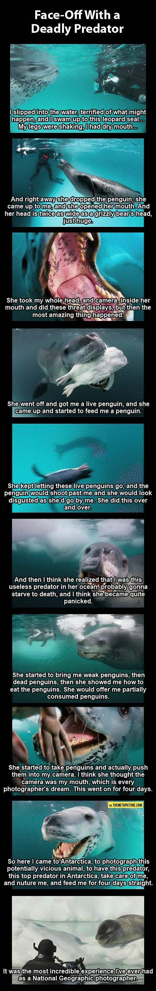 That poor seal was afraid his new friend was too stupid to live!