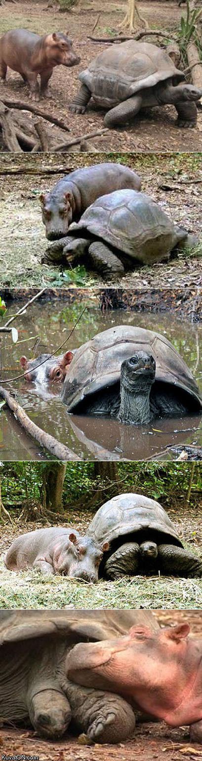 This baby hippo got swept away by a tsunami and a 130 year old tortoise became h